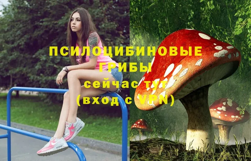 купить   Еманжелинск  Галлюциногенные грибы Psilocybe 